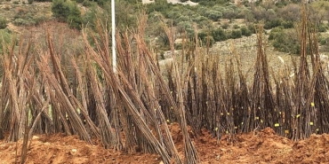 mugla-buyuksehir-belediyesi-her-kapida-bir-fidan-projesi-ile-ucretsiz-fidan-dagitimina-basliyor.jpg