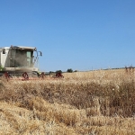 Nilüfer’de buğday hasadı başladı