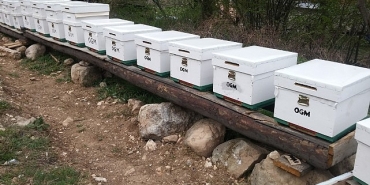 ogm-odun-disi-orman-urunlerinden-ekonomiye-12-milyar-tl-katki.jpg