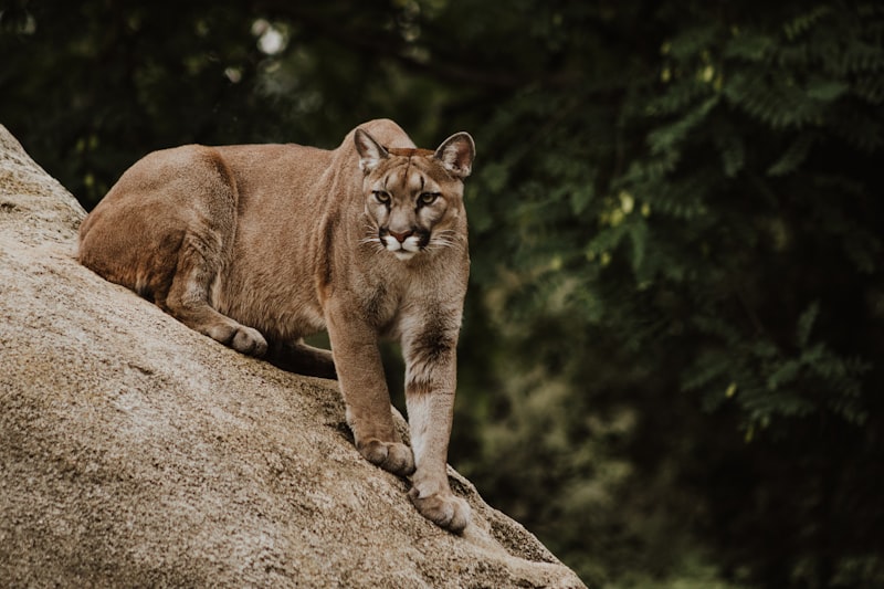 Puma İsrail Malı Mı? Puma Hangi Ülkenin? Puma İsrail Malı Mı? Puma Hangi Ülkenin?