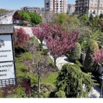 Sakuralar İçin Japonya’ya Gitmenize Gerek Yok; Konya’da Sakura Mevsimi Başladı