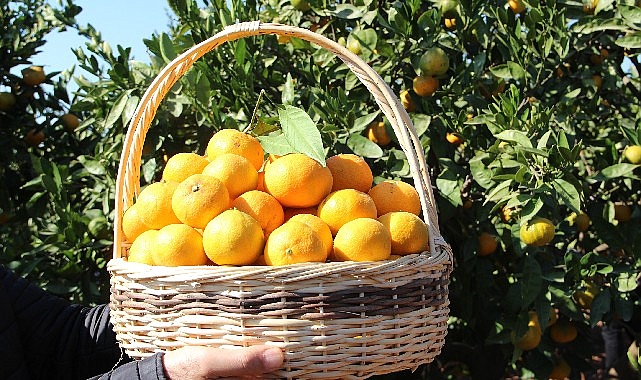 satsuma-mandalinanin-ihracat-yolculugu-17-ekimde-basliyor.jpg