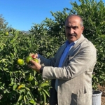 Satsuma mandalinanın ihracat yolculuğu 18 Ekim’de başlıyor
