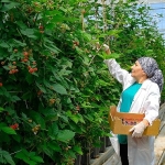 Seralarda sel felaketine   Elara Tarım’dan dirençli çözüm