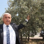 Sofralık zeytin ihracatında tarihi rekor… Sofralık zeytin ihracatı 210 milyon dolara ulaştı