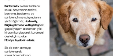 sokak-hayvanlari-icin-kurtaran-ev-ve-mavi-is-birligi.jpg