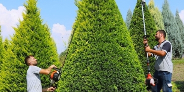 suadiye-kavsaginda-agaclara-estetik-budama.jpg
