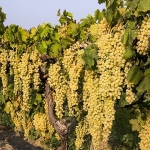 Sultani çekirdeksiz taze üzümün ihracat yolculuğu 4 Ağustos’ta başlıyor