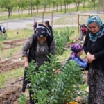 toprakta-hayat-sofrada-bereket-mahalle-bostanlarinda-yaz-hasadi.jpg