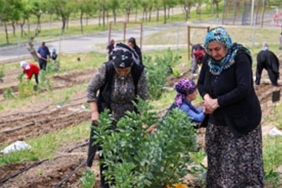 toprakta-hayat-sofrada-bereket-mahalle-bostanlarinda-yaz-hasadi.jpg