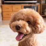 İzmir’de Toy Poodle Sahiplenmenin Doğru Adresi