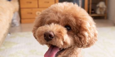 toy poodle (7)