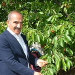 Uçak; “Don kirazı, kiraz ihracatı vurdu”