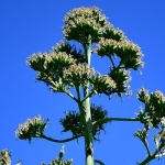 unesco-listesindeki-agave-bitkisi-beylikduzunde-cicek-acti.jpg