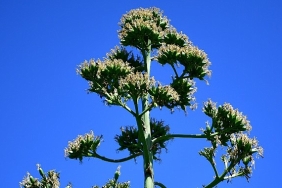 unesco-listesindeki-agave-bitkisi-beylikduzunde-cicek-acti.jpg
