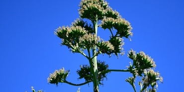 unesco-listesindeki-agave-bitkisi-beylikduzunde-cicek-acti.jpg
