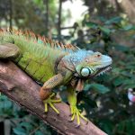 Evde İguana Besleyeceklere Tavsiyeler