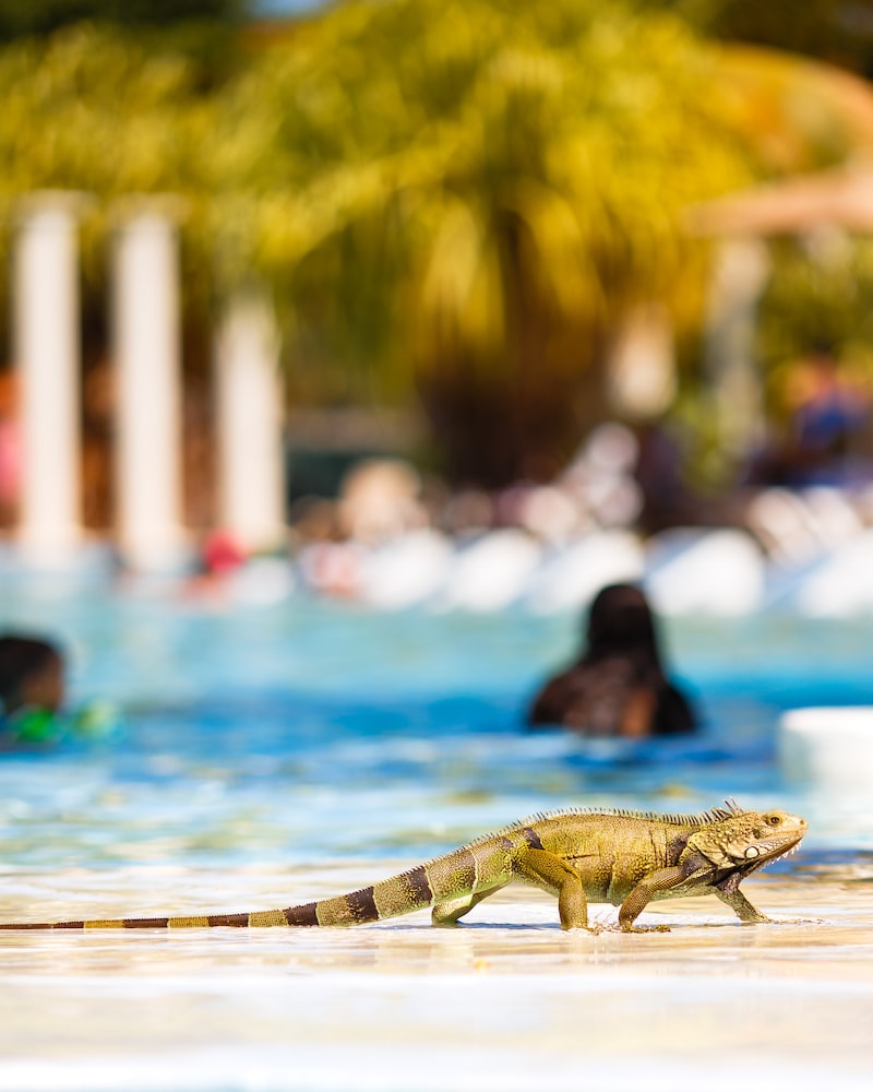 Evde İguana Besleyeceklere Tavsiyeler