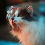 Evde Kuş ve Kedi Bakmanın 11 Püf Noktası