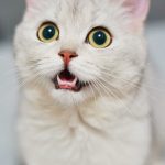 Farklı Kedi Irkları ve Özellikleri