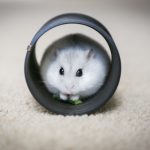 Hamster Kaç Yıl Yaşar?