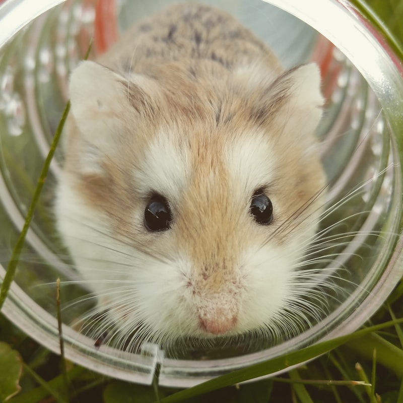 Hamster Kaç Yıl Yaşar?