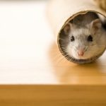 Hamster Kafesi Nasıl Olmalıdır?