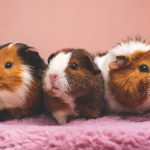 Hamsterlar Ne Yer?