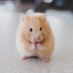 Hamsterlar Yıkanır Mı?