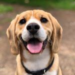 Köpek Göz Enfeksiyonları