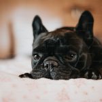 Köpek İshali Nedir? Tedavi Seçenekleri
