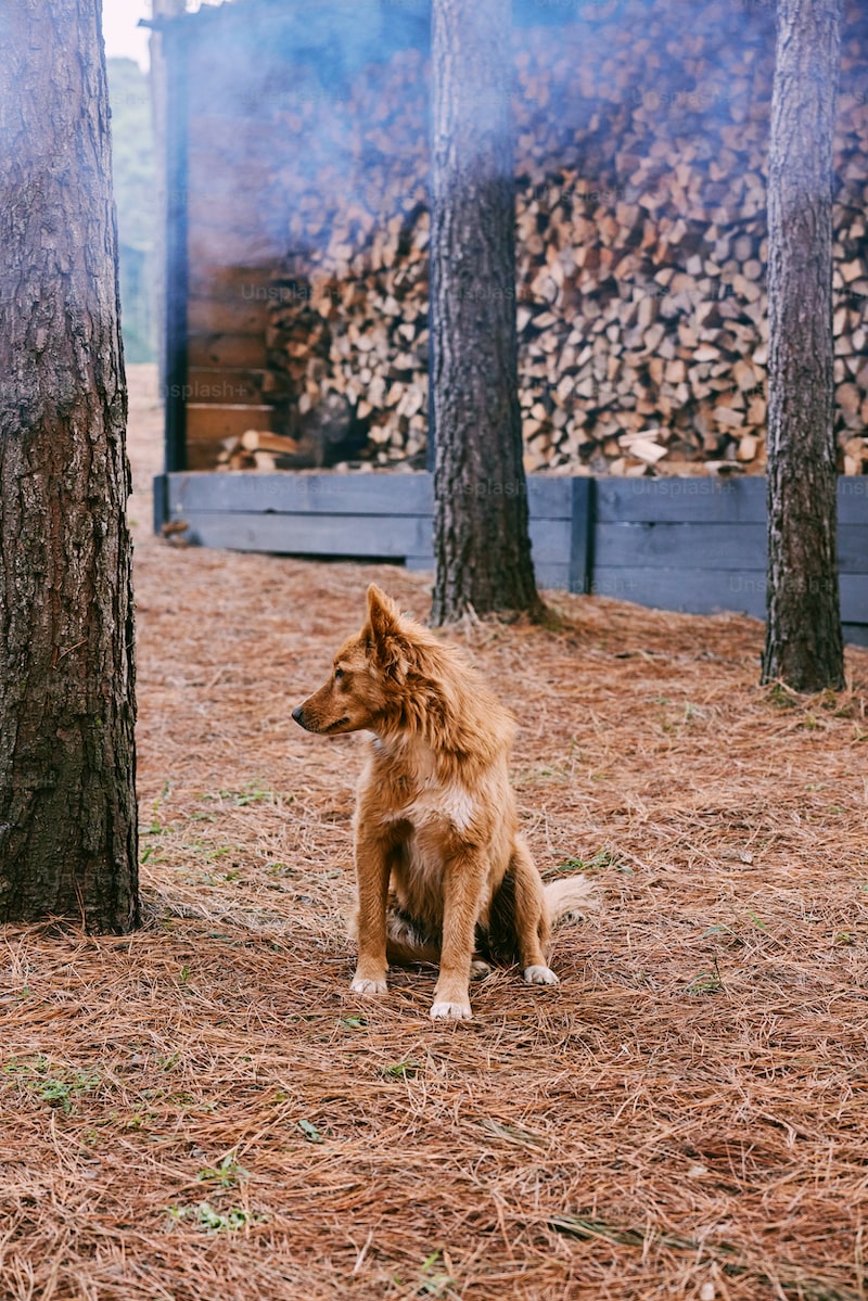 Köpek İshali Nedir? Tedavi Seçenekleri