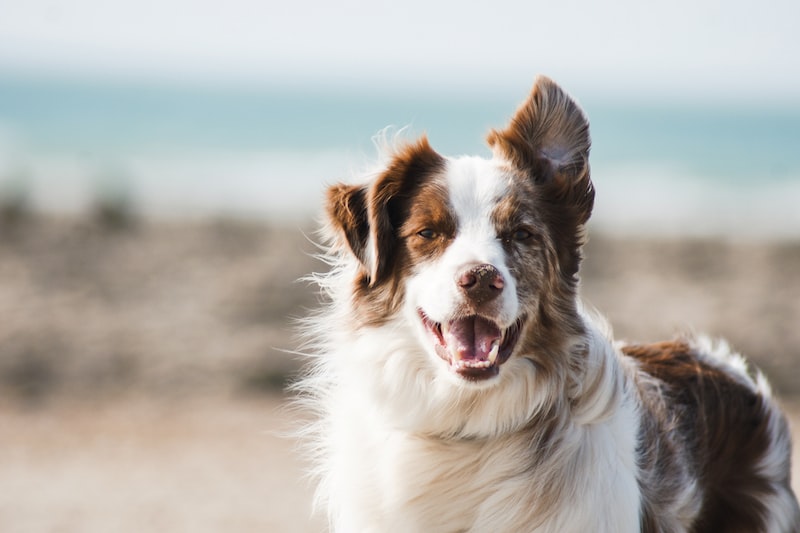 Köpek Yavrusu Beslenmesi: Doğru Mama ve Porsiyonlar