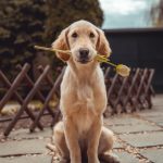 Köpek Yavrusu Eğitimi: Tuvalet Eğitimi ve İtaat