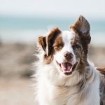 Köpek Yavrusu Seçimi