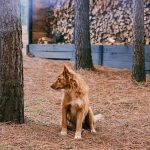 Köpeklerde Eğitim Programı Oluşturma