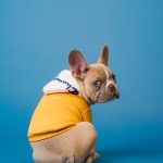 Köpeklerde Ödüllendirme ve Cezalandırma