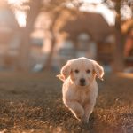 Köpeklerin Ağız ve Diş Sağlığı