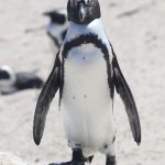 Penguenler İle İlgili Bilgiler