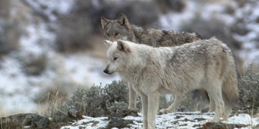 yellowstone-kurtlari-miras-17-eylul-sali-gunu-21-00de-national-geographic-wild-ekranlarinda.jpg