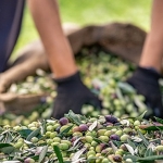 Zeytin ve zeytinyağı sektöründe verimlilik artıracak Avrupa Birliği Projesi